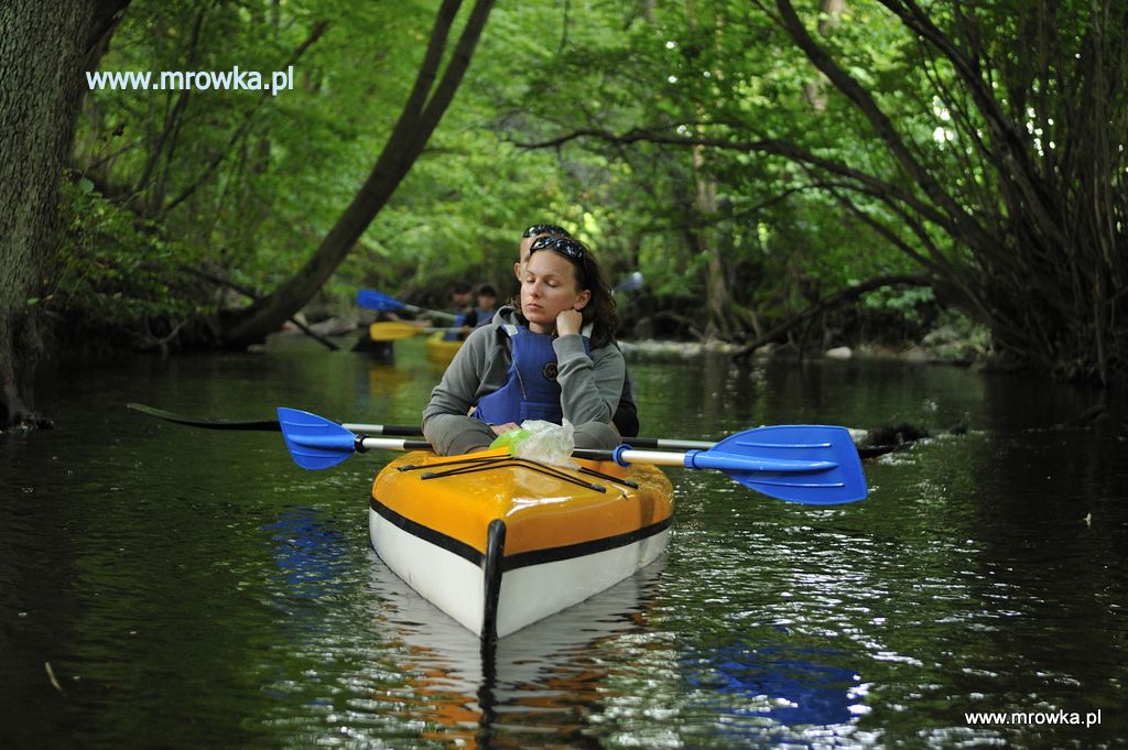 Drawa sp艂yw jednodniowy